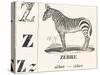 Z for Zebra, 1850 (Engraving)-Louis Simon (1810-1870) Lassalle-Stretched Canvas