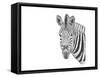 Z22 Zebra-Let Your Art Soar-Framed Stretched Canvas