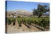 Zaca Mesa Winery and Vineyards-Stuart Black-Stretched Canvas