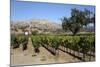 Zaca Mesa Winery and Vineyards-Stuart Black-Mounted Photographic Print