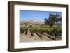 Zaca Mesa Winery and Vineyards-Stuart Black-Framed Photographic Print