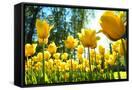 Canvas Black