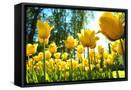 Canvas Black