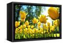 Canvas Black