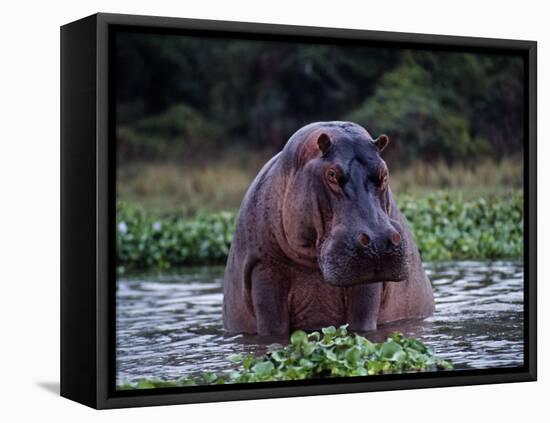 Zambezi River, Hippos Sitting in the Zambezi River, Zambia-John Warburton-lee-Framed Stretched Canvas