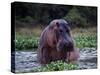 Zambezi River, Hippos Sitting in the Zambezi River, Zambia-John Warburton-lee-Stretched Canvas