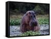 Zambezi River, Hippos Sitting in the Zambezi River, Zambia-John Warburton-lee-Framed Stretched Canvas