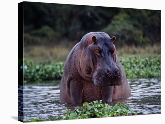 Zambezi River, Hippos Sitting in the Zambezi River, Zambia-John Warburton-lee-Stretched Canvas