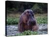 Zambezi River, Hippos Sitting in the Zambezi River, Zambia-John Warburton-lee-Stretched Canvas