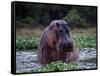 Zambezi River, Hippos Sitting in the Zambezi River, Zambia-John Warburton-lee-Framed Stretched Canvas