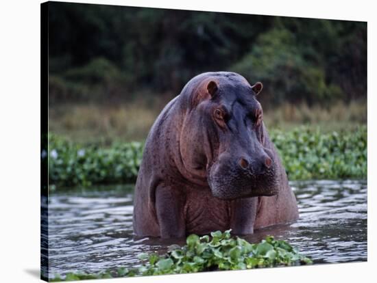 Zambezi River, Hippos Sitting in the Zambezi River, Zambia-John Warburton-lee-Stretched Canvas