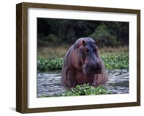 Zambezi River, Hippos Sitting in the Zambezi River, Zambia-John Warburton-lee-Framed Photographic Print