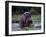 Zambezi River, Hippos Sitting in the Zambezi River, Zambia-John Warburton-lee-Framed Photographic Print