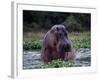 Zambezi River, Hippos Sitting in the Zambezi River, Zambia-John Warburton-lee-Framed Photographic Print