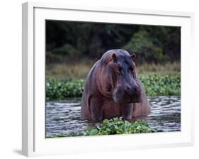 Zambezi River, Hippos Sitting in the Zambezi River, Zambia-John Warburton-lee-Framed Photographic Print