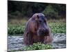 Zambezi River, Hippos Sitting in the Zambezi River, Zambia-John Warburton-lee-Mounted Photographic Print