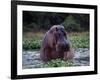 Zambezi River, Hippos Sitting in the Zambezi River, Zambia-John Warburton-lee-Framed Photographic Print