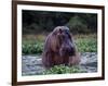 Zambezi River, Hippos Sitting in the Zambezi River, Zambia-John Warburton-lee-Framed Photographic Print