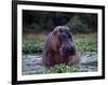 Zambezi River, Hippos Sitting in the Zambezi River, Zambia-John Warburton-lee-Framed Photographic Print