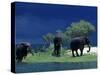 Zambezi River, Male Elephants under Stormy Clouds on the Bank of the Zambezi River, Zimbabwe-John Warburton-lee-Stretched Canvas