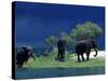 Zambezi River, Male Elephants under Stormy Clouds on the Bank of the Zambezi River, Zimbabwe-John Warburton-lee-Stretched Canvas