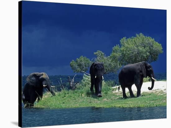 Zambezi River, Male Elephants under Stormy Clouds on the Bank of the Zambezi River, Zimbabwe-John Warburton-lee-Stretched Canvas