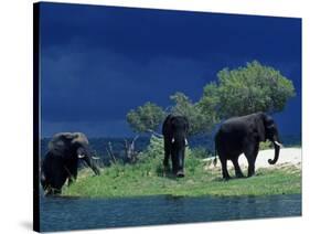 Zambezi River, Male Elephants under Stormy Clouds on the Bank of the Zambezi River, Zimbabwe-John Warburton-lee-Stretched Canvas