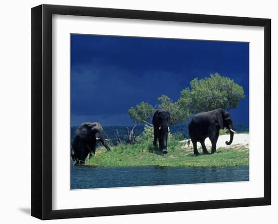 Zambezi River, Male Elephants under Stormy Clouds on the Bank of the Zambezi River, Zimbabwe-John Warburton-lee-Framed Premium Photographic Print