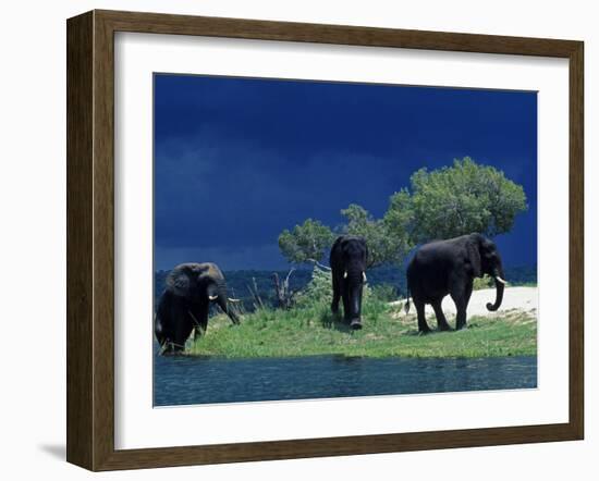 Zambezi River, Male Elephants under Stormy Clouds on the Bank of the Zambezi River, Zimbabwe-John Warburton-lee-Framed Photographic Print