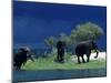 Zambezi River, Male Elephants under Stormy Clouds on the Bank of the Zambezi River, Zimbabwe-John Warburton-lee-Mounted Photographic Print