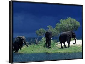 Zambezi River, Male Elephants under Stormy Clouds on the Bank of the Zambezi River, Zimbabwe-John Warburton-lee-Framed Photographic Print