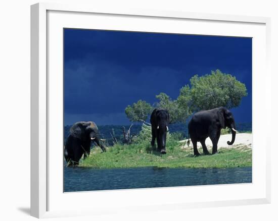 Zambezi River, Male Elephants under Stormy Clouds on the Bank of the Zambezi River, Zimbabwe-John Warburton-lee-Framed Photographic Print