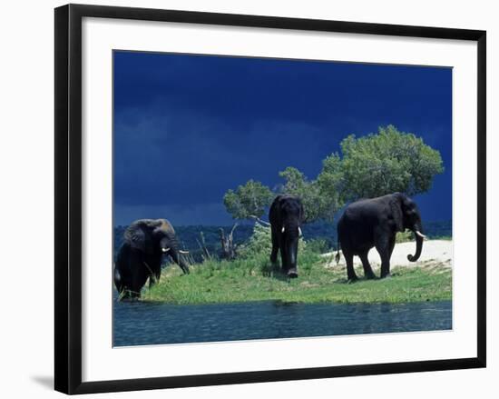 Zambezi River, Male Elephants under Stormy Clouds on the Bank of the Zambezi River, Zimbabwe-John Warburton-lee-Framed Photographic Print