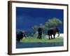 Zambezi River, Male Elephants under Stormy Clouds on the Bank of the Zambezi River, Zimbabwe-John Warburton-lee-Framed Photographic Print