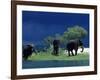 Zambezi River, Male Elephants under Stormy Clouds on the Bank of the Zambezi River, Zimbabwe-John Warburton-lee-Framed Photographic Print