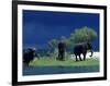 Zambezi River, Male Elephants under Stormy Clouds on the Bank of the Zambezi River, Zimbabwe-John Warburton-lee-Framed Photographic Print