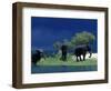 Zambezi River, Male Elephants under Stormy Clouds on the Bank of the Zambezi River, Zimbabwe-John Warburton-lee-Framed Photographic Print