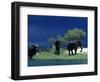 Zambezi River, Male Elephants under Stormy Clouds on the Bank of the Zambezi River, Zimbabwe-John Warburton-lee-Framed Photographic Print