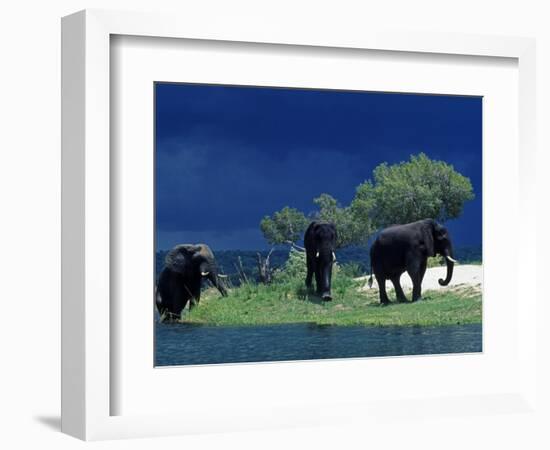 Zambezi River, Male Elephants under Stormy Clouds on the Bank of the Zambezi River, Zimbabwe-John Warburton-lee-Framed Photographic Print