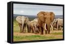 Framed Canvas
