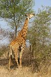 Elephant Herd-ZambeziShark-Photographic Print