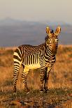 Mountain Zebra-ZambeziShark-Photographic Print