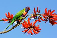 Rainbow Lorikeet-ZambeziShark-Photographic Print