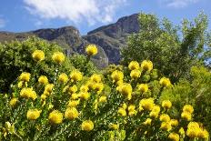 Yellow Pincushion Flowers-ZambeziShark-Photographic Print