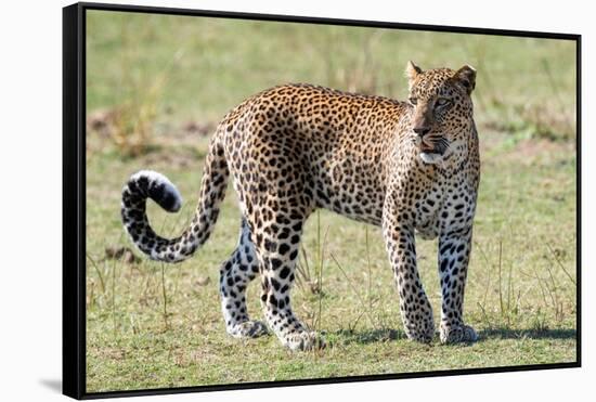 Zambia, South Luangwa National Park. African leopard.-Cindy Miller Hopkins-Framed Stretched Canvas