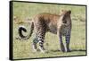 Zambia, South Luangwa National Park. African leopard.-Cindy Miller Hopkins-Framed Stretched Canvas