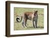 Zambia, South Luangwa National Park. African leopard.-Cindy Miller Hopkins-Framed Photographic Print