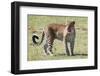 Zambia, South Luangwa National Park. African leopard.-Cindy Miller Hopkins-Framed Photographic Print