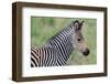Zambia, South Luangwa National Park. Baby Crawshay's zebra face detail-Cindy Miller Hopkins-Framed Photographic Print