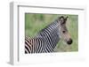 Zambia, South Luangwa National Park. Baby Crawshay's zebra face detail-Cindy Miller Hopkins-Framed Photographic Print